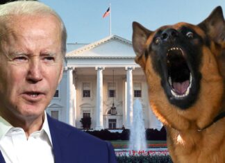 Biden's Press Secretary Says Commander the Dog Bit 7 Due to White House Stress