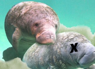 Manatee Dies After 'High-Intensity' Sex with Brother at Florida Aquarium