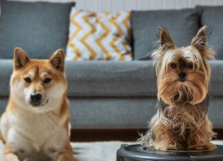 This Pet Stain & Odor Remover Has 74,900+ 5-Star Amazon Reviews