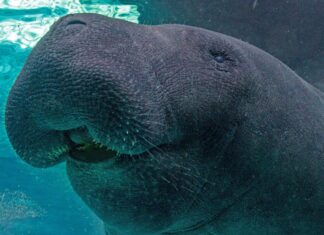 Florida Manatee Dies Due to Injuries From Having Sex With Brother