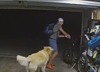 San Diego Bike Thief Briefly Distracted By Friendly Family Dog