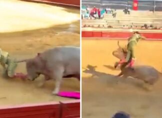 Bullfighter Violently Gored In Ass, Horrifying Video