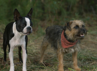 Watch Jamie Foxx & Will Ferrell Voice Cussin’ Dogs In ‘Strays’ Clip