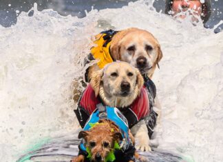 2023 World Dog Surfing Championships Sees Pooches of All Sizes Hang 10