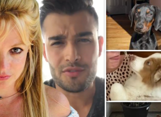 Britney Spears and Sam Asghari Agree to Split Up Their Dogs in Divorce