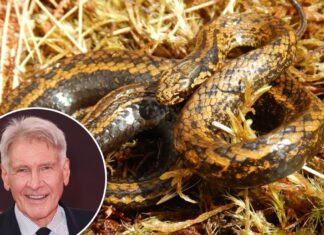 Harrison Ford reacts to new snake species named after him