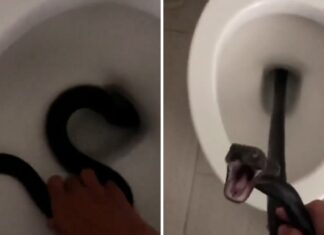 Arizona Woman Discovers Snake Inside Her Toilet