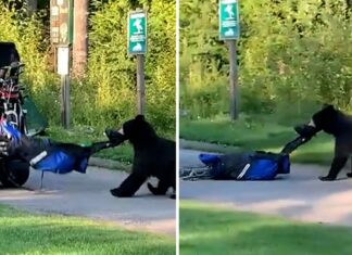 Bear Steals Golfer's Bag In Wild Scene On Canadian Course
