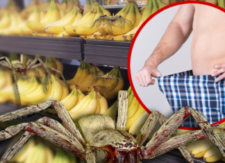 Supermarket Closed Over Fears of Spider Capable of Causing Permanent Erection