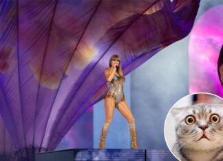 Taylor Swift fans go too far with viral cat challenge: pet advocates