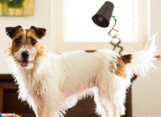 Affordable Dog Products With 20,000+ 5-Star Reviews on Amazon