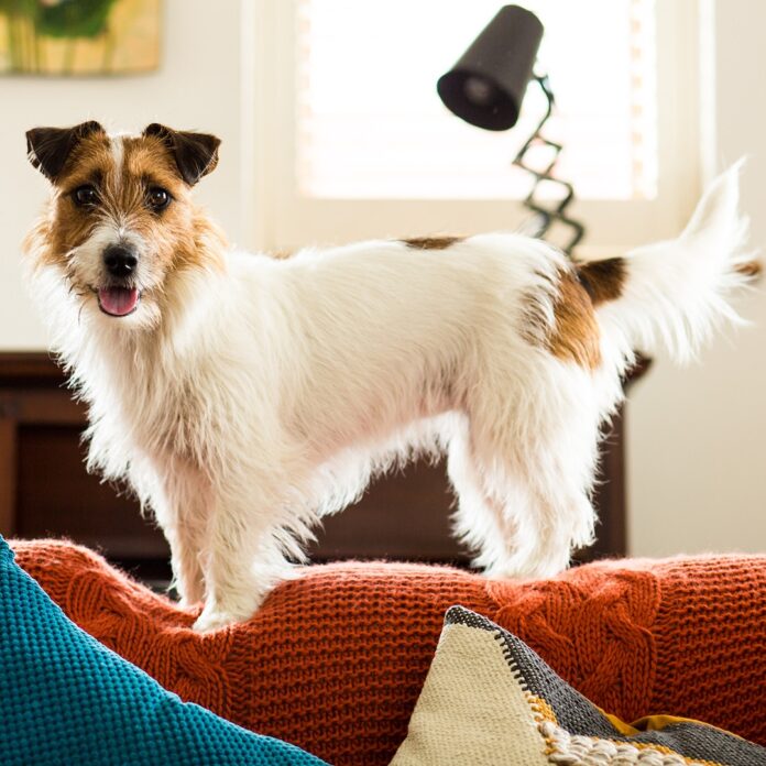 rs_1200x1200-220825115909-1200-Ecomm-International-Dog-Day-Amazon.jpg