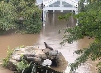 Sea Lion Escapes Central Park Zoo Exhibit After New York City Flooding