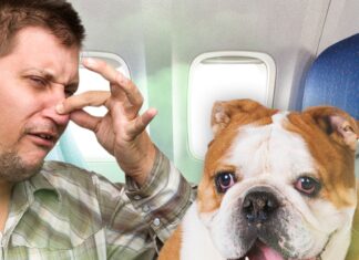 Farting Dog on Singapore Airlines Flight Gets Passengers $1,400 Refund