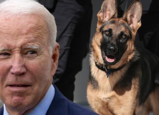Biden's German Shepherd Commander Bites Another Secret Service Agent