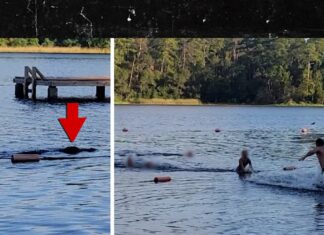Girl Scout Troop Flees Charging Alligator In Terrifying Video From Texas Lake