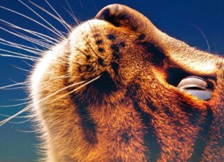 Cats of Malta Review | Exploring Human Selflessness Through Furry Felines