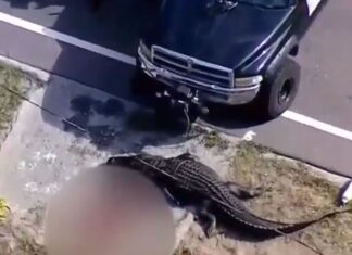 14-Foot Alligator Killed in Florida After Eating Human Torso