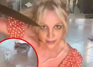 Britney Spears' Fans Want Dogs Taken Away After Dangerous Knife Video