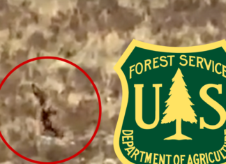 U.S. Forest Service Can't Say If New Bigfoot Video in Colorado is Real