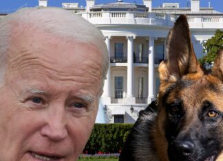 Biden's German Shepherd Commander Removed From White House Over Biting Issues