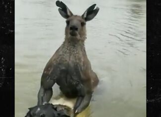 Australian Man Fights Buff Kangaroo To Save His Dog