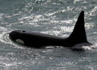 An Orca Species That Long Hunted With Humans May Be Locally Extinct