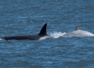 ‘Super Rare’ White Orca Spotted by California Whale Watchers