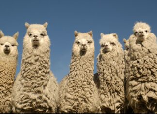 Stock trading API developer Alpaca raises $15M convertible note from SBI Group