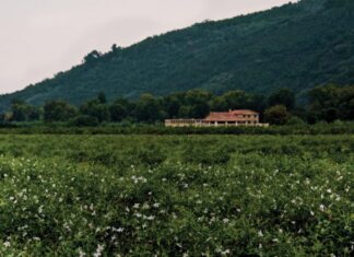 The Making of Chanel No. 5