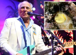 Florida Keys snail species named after iconic Jimmy Buffet song