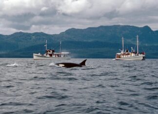 Orcas Attacked a Tour Company Yacht for 45 Minutes, Sank It