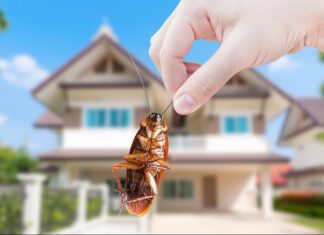 Pest Control Company Paying $2500 to Put Roaches In Your Home
