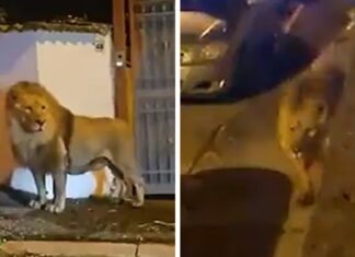 Lion Escapes From Italian Circus, Roams the Streets of Rome