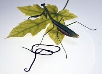 How Hairworms Control Brain of Mantis Host, Scientists Discover