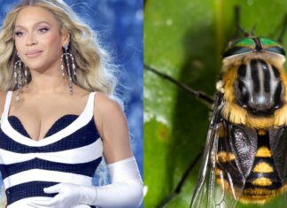 12 Species Named After Celebrities, From Taylor Swift to Dolly Parton