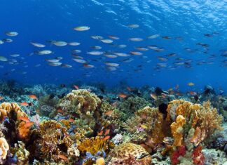 Florida Scientists Are Giving Coral IVF Treatments