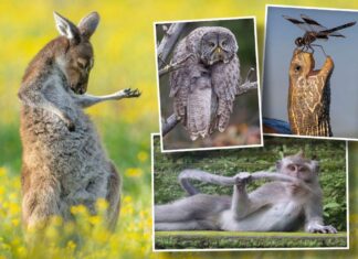Comedy Wildlife Photo Award 2023 finalist revealed