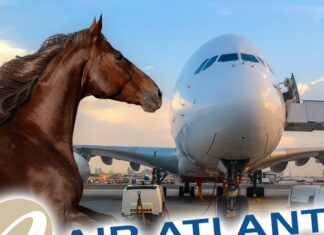 Horse Escapes Plane’s Cargo Hold, Pilot Makes Emergency Landing in NYC