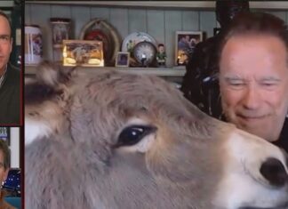 Peyton Manning Shocked After Arnold Schwarzenegger Feeds Donkey On TV