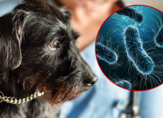 Renowned Vet Breaks Down Mystery Dog Illness in America