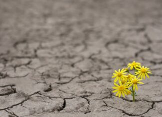 TC+ Roundup: The venture downturn isn’t the end for Australia and New Zealand