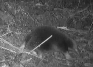 Attenborough Echidna Captured On Camera Despite Belief it Was Extinct