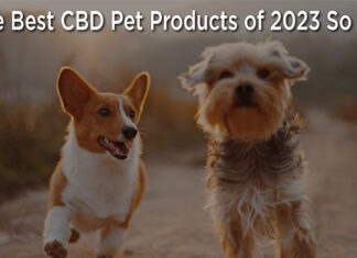 The Best CBD Pet Products of 2023 So Far – Hollywood Life