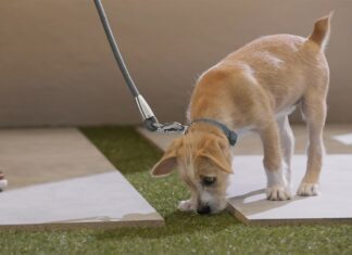 Online pet goods retailer Chewy lays off 200+ employees