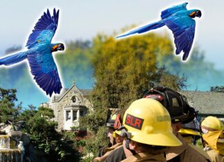 Playboy Mansion Parrot Escapes to Country Club, Firefighters Swoop In