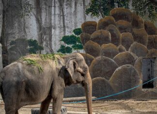 ‘World’s Saddest Elephant’ Dies After Decades of Confinement at Manila Zoo