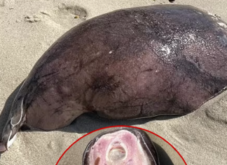 Coffin Ray Creature Washes Ashore on Australian Beach, Seems Otherworldly
