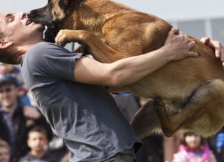 Where to watch the National Dog Show 2023 for free