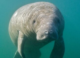 Manatees That Have Lived at Florida Theme Park Since 1956 to Be Freed